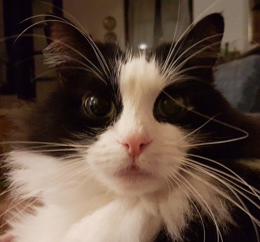 Miao! Oggi in Italia è la Giornata nazionale del gatto