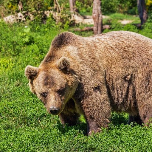 Il lupo e l'orso, via alla raccolta di storie e detti popolari