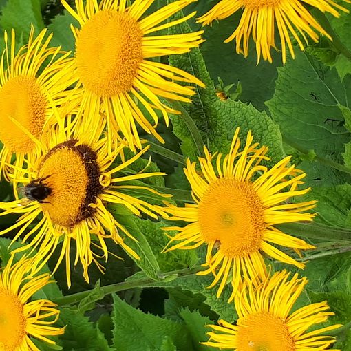 Giardino Botanico del Parco Alta Valsesia in Comune di Alagna, la magia della natura nell'area Monterosa