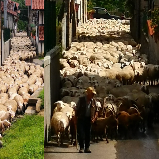 Dal Biellese alla Valsesia, la transumanza stagionale di 1800 pecore (video di Ruggero Marazzato)