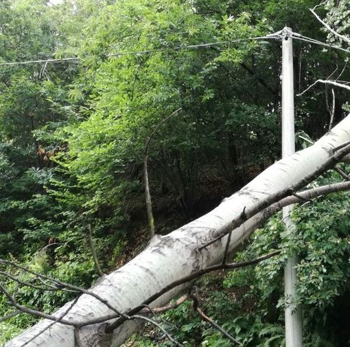 A Gattinara tromba d’aria, alberi abbattuti (foto di repertorio)