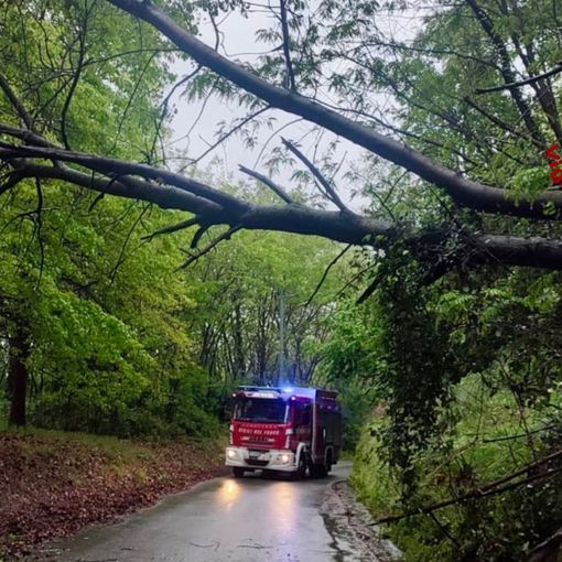 Maltempo: piante cadute in tutto il biellese, giornata intensa per i Vigili del Fuoco