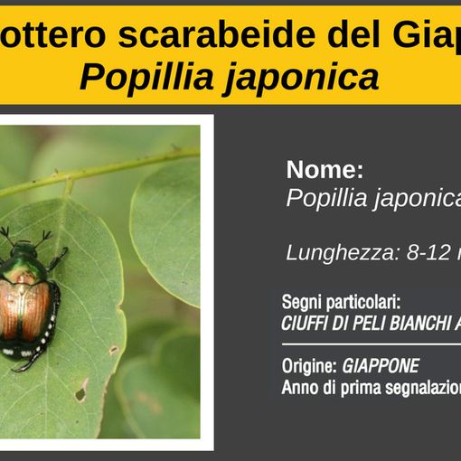 Lozzolo: posizionamento di 3000 trappole per la Popilia Japonica