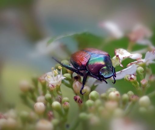 Lotta alla Popillia Japonica: proroga al 30 settembre la scadenza del bando regionale