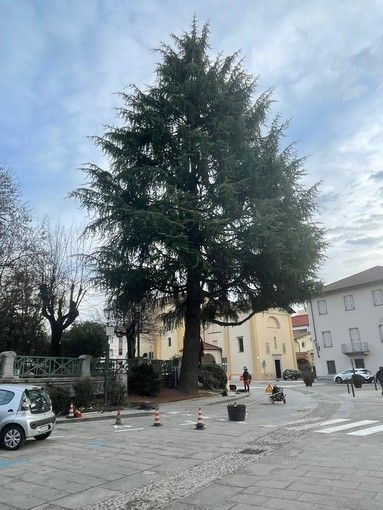 Potature e nuove piante: Borgosesia punta sul verde