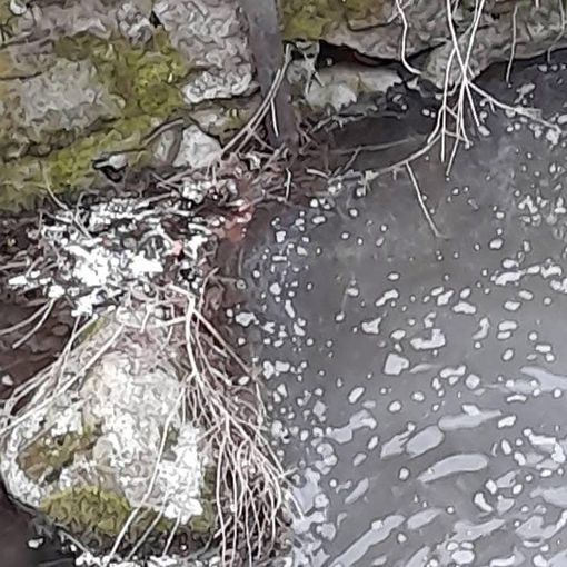 Schiuma e moria di pesci nel rio Cavaglia a Quarona