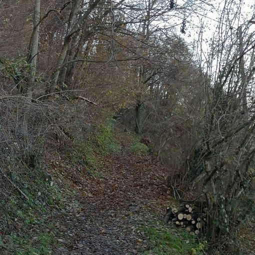 Piante sul sentiero che porta a Lombaretto: strada liberata