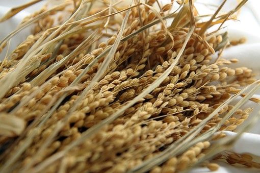 Sviluppo rurale, 20 milioni di euro per impegni specifici per le risaie.