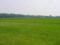 Varallo: aggiornamenti sull'IMU terreni agricoli
