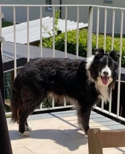 Riportiamo a casa Toby, scappato ieri ad Agnona