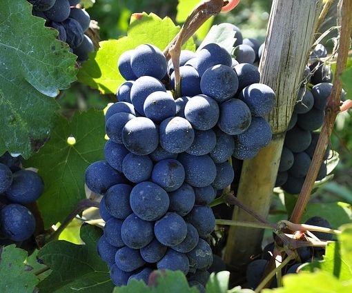 Regione, contrasto della flavescenza dorata della vite: pubblicate le misure obbligatorie per il 2024.