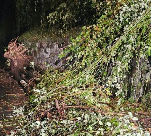 Le piante cadute nella notte a Bocciolaro