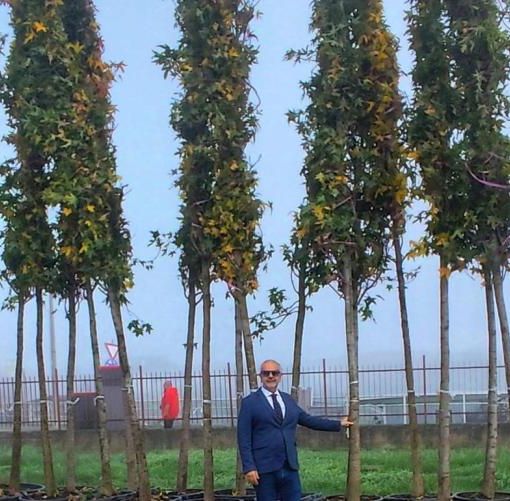Vercelli, consegnate 288 piante per Corso Avogadro di Quaregna.