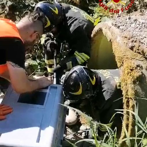 Volpe incastrata in un canale, intervengono i Vigili del Fuoco VIDEO