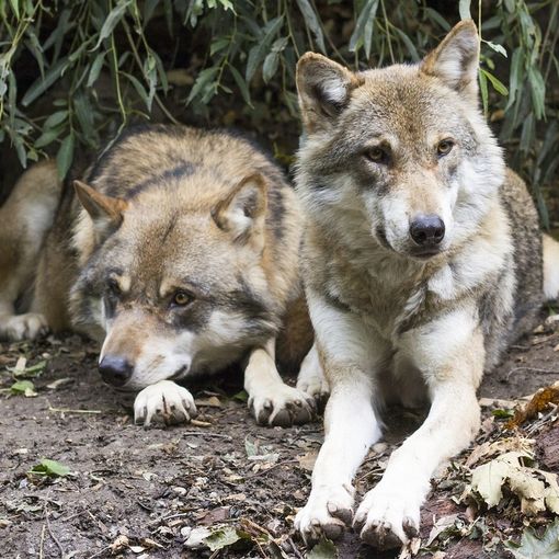 Convegno sul ritorno del lupo in Valsesia