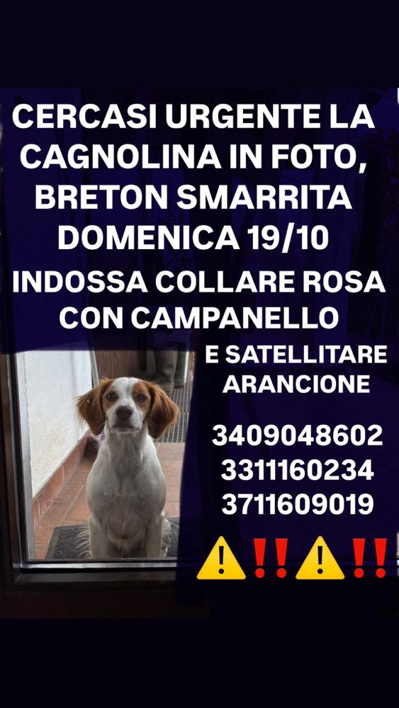 Romagnano Sesia, si cerca la cagnolina smarrita domenica 19 ottobre: l’appello dei proprietari