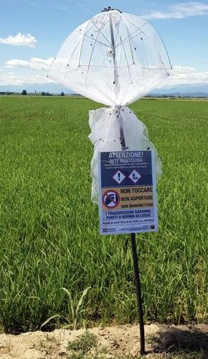 Popilia in forte aumento, danni a tutte le colture: i dati del vercellese