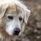 26 agosto, Giornata mondiale del cane, un amico fedele e affettuoso