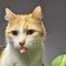 8 agosto, oggi è la Giornata mondiale del gatto! Miao!!!!! qualche curiosità.....