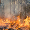 Incendi Boschivi, la Regione approva i piani di prevenzione territoriale