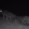 Paura a Valdilana, il racconto: “Un lupo sulla strada, eravamo a passeggio con il cane”(foto di repertorio)