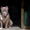 Dal Nord-ovest: aggredito da un pitbull mentre si allena: grave un 36enne di Cuneo - Foto di repertorio. Dal Nord-ovest: aggredito da un pitbull mentre si allena: grave un 36enne di Cuneo - Foto di repertorio.