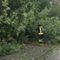 Crolla albero sulla strada, a Valdilana arrivano i Vigili del Fuoco (foto di repertorio) Crolla albero sulla strada, a Valdilana arrivano i Vigili del Fuoco (foto di repertorio)