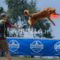 Velocità e intesa con il proprio cane: a Bielmonte va in scena il Campionato Nazionale di Disc Dog (servizio di Massimo Giacobbe per newsbiella.it) Velocità e intesa con il proprio cane: a Bielmonte va in scena il Campionato Nazionale di Disc Dog (servizio di Massimo Giacobbe per newsbiella.it)