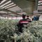 Coltivava marijuana in casa: arrestato un 48enne di Carpignano Sesia - Foto di repertorio Coltivava marijuana in casa: arrestato un 48enne di Carpignano Sesia - Foto di repertorio