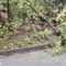 Ancora alberi sulla strada, intervento a Trivero (foto di repertorio)