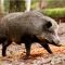 Peste Suina Africana, ammessa la caccia al cinghiale nelle province di Novara, Vercelli, Torino e Biella