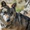 Commissione tutela degli animali: &quot;Irragionevole il declassamento della protezione del lupo&quot;