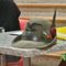 Un concerto a Crevacuore per ricordare gli Alpini “andati avanti” (foto di repertorio)