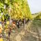 Il Piemonte del vino guarda al biologico: quando la sostenibilità passa dalla cooperazione