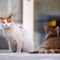 Regione, finanziati 22 progetti per la tutela delle colonie feline: a Biella 10mila euro