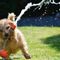 Animali da compagnia, estate: attenzione al caldo Animali da compagnia, estate: attenzione al caldo