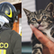 Pray, gatto bloccato su un albero a 20 metri d’altezza: arrivano i Vigili del Fuoco (foto di repertorio) Pray, gatto bloccato su un albero a 20 metri d’altezza: arrivano i Vigili del Fuoco (foto di repertorio)