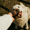 Giornata mondiale del cane, una storia di amicizia lunga millenni Giornata mondiale del cane, una storia di amicizia lunga millenni