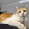 Giornata Internazionale del Gatto: l’8 agosto dedicato alla tutela dei felini e alla lotta contro l’abbandono