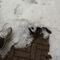 Dal caldo alla grandine: temporale a Gattinara - Foto e video Lalla Lalla Dal caldo alla grandine: temporale a Gattinara - Foto e video Lalla Lalla