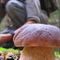 Funghi, la sicurezza comincia dalla raccolta: i consigli per evitare le intossicazioni (foto di repertorio)