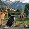 Cani e volontariato in Valsesia, l’estate richiama alla responsabilità contro l’abbandono Cani e volontariato in Valsesia, l’estate richiama alla responsabilità contro l’abbandono