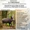 A Gattinara una serata sul cinghiale tra gestione etica, ambiente e convivenza con la fauna selvatica