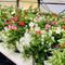 Borgosesia si colora di primavera: nuovi fiori in ponti, aiuole e viali
