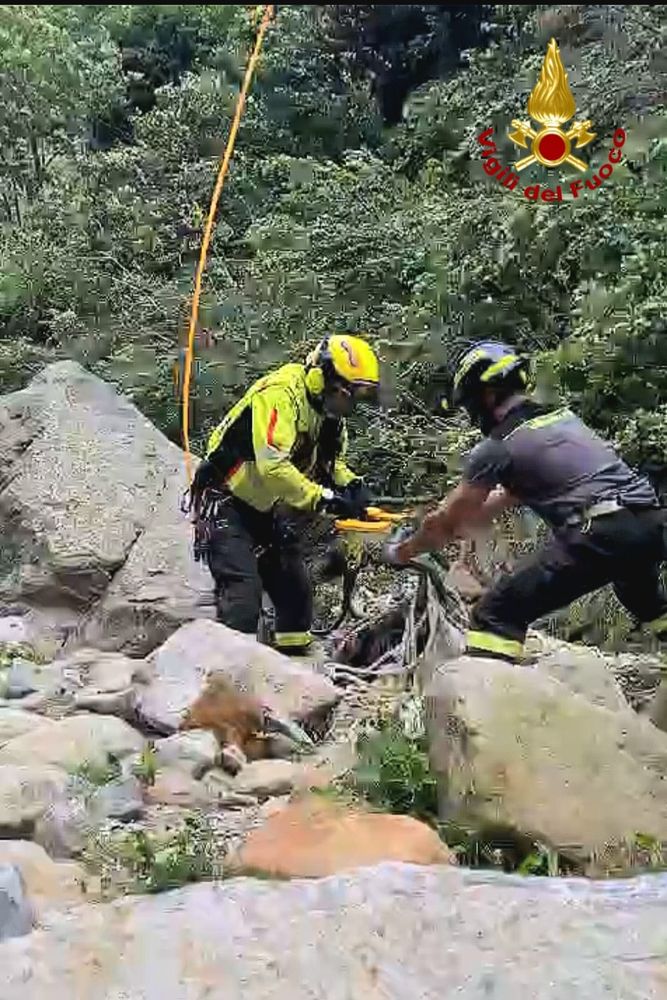 Toro finisce nel torrente, in salvo grazie ai Vigili del Fuoco VIDEO