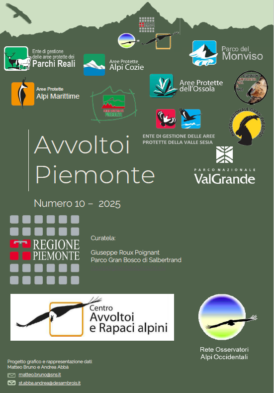 Gipeti in Valsesia: nel 2025 calano gli avvistamenti nelle aree protette e nei siti Natura 2000