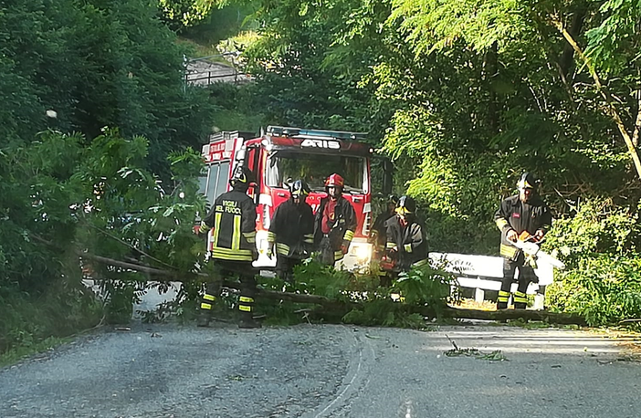 Maltempo, cade sulla strada una pianta: ad Ailoche arrivano i Vigili del Fuoco (foto di repertorio)