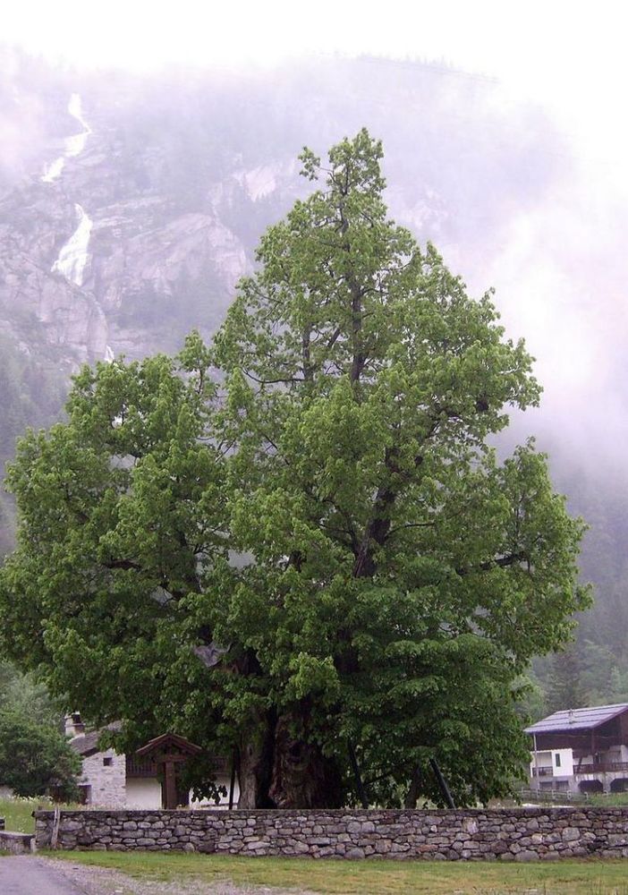 Giornata nazionale degli alberi: il Piemonte amplia il numero delle piante monumentali