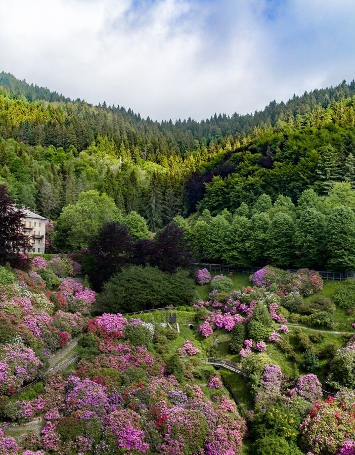 L'Oasi Zegna riparte dalle splendide fioriture spontanee e della Conca dei Rododendri FOTO