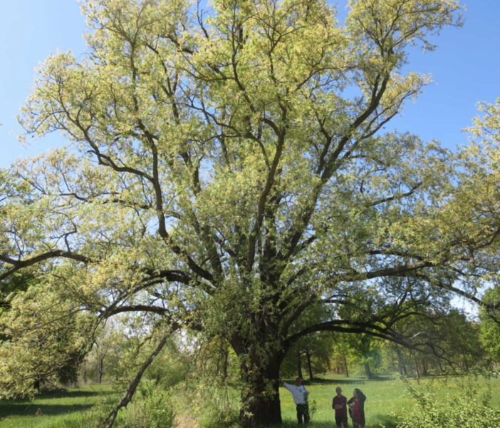 Nel vercellese 9 alberi monumentali: ecco dove si trovano
